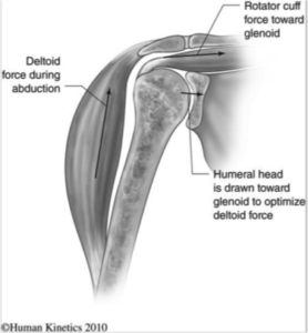 deltoid overpull