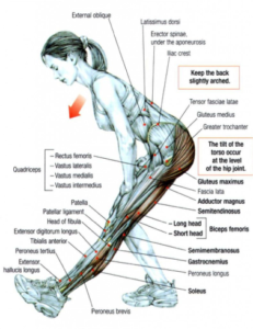 hamstring stretch standing