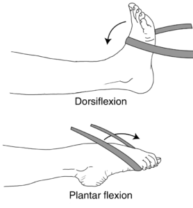 Theraband Strengthening